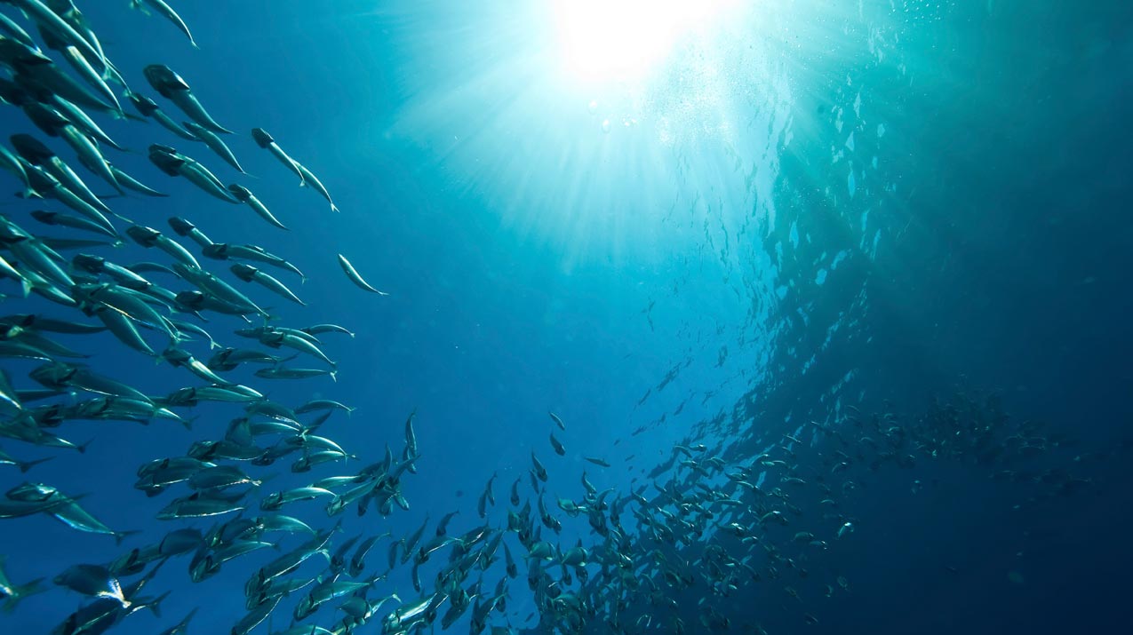 Bio-Fish Oil